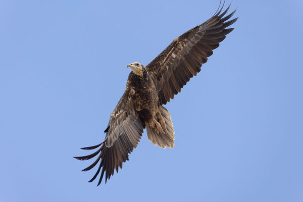 Schmutzgeier (Neophron percnopterus)