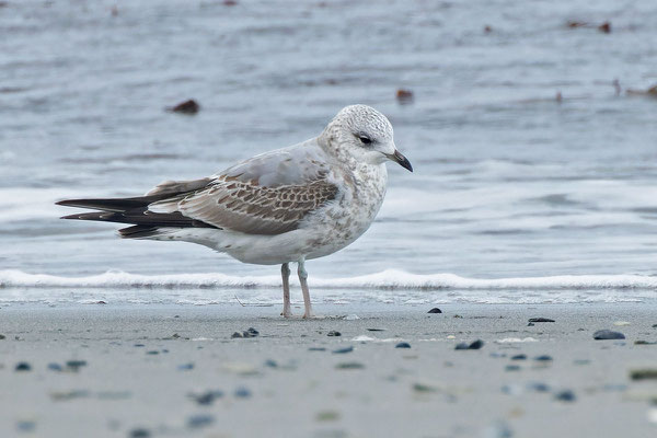 Sturmmöwe (Larus canus); 1. Kalenderjahr (Oktober), stehend am Strand