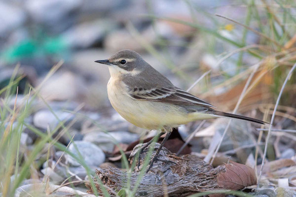 Wiesenschafstelze (Motacilla flava flava), Weibchen