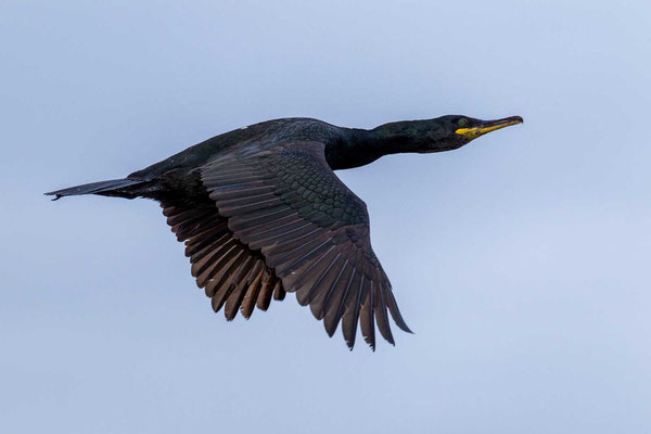 Krähenscharbe (Phalacrocorax aristotelis) im Flug