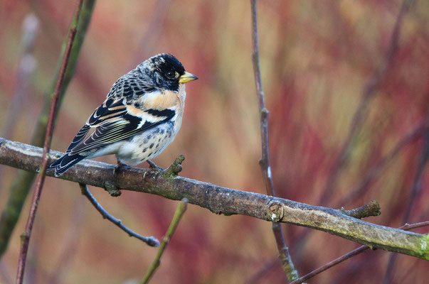 Bergfink (Fringilla montifringilla), Foto: Viola Wege