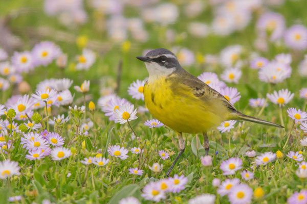 Iberische Schafstelze (Motacilla flava iberiae), Mallorca, April 2015