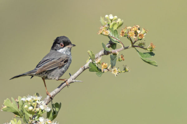 Männliche Schuppengrasmücke (Curruca melanothorax) auf einem Ast.