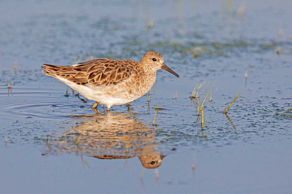 Kampfläufer (Calidris pugnax)  