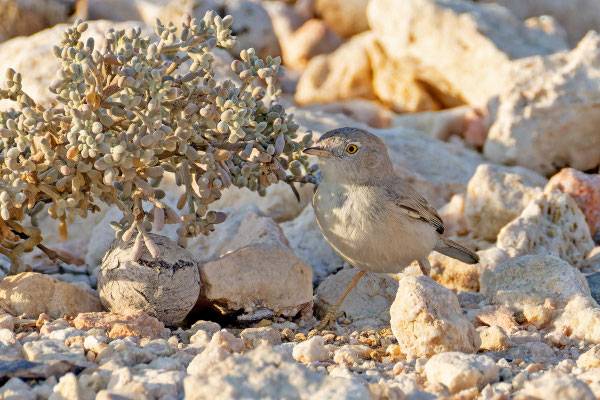 Wüstengrasmücke (Curruca nana), Oman (Dezember 2025) an einem Jochblattgewächs (Zygophyllum qatarense).