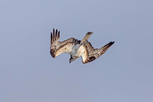 Amerikanischer Fischadler (Pandion haliaetus carolinensis)