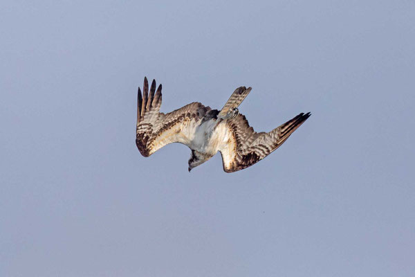 Amerikanischer Fischadler (P.h.carolinensis)