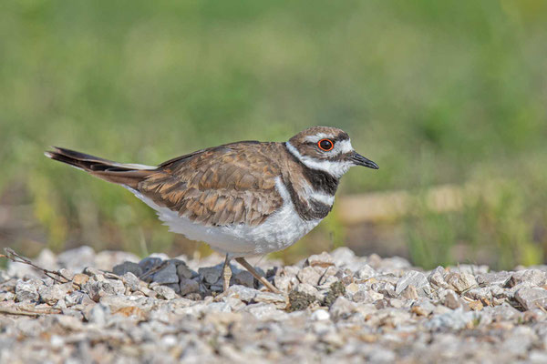 Keilschwanz-Regenpfeifer (Charadrius vociferus)