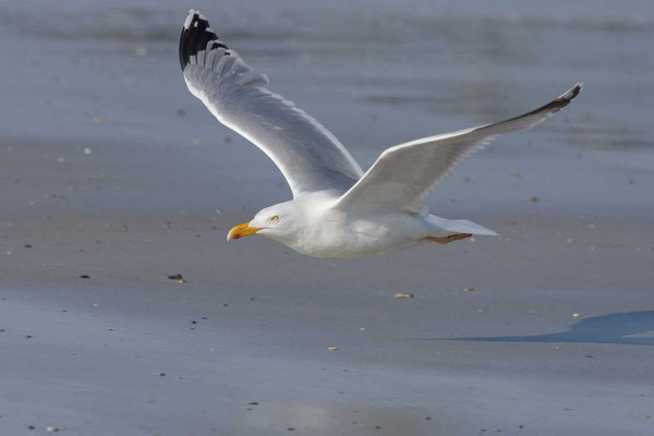 Silbermöwe (Larus argentatus), im Flug