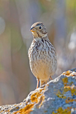 Grauammer (Emberiza calandra)