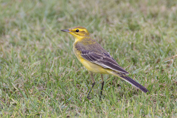 Wolgaschafstelze (Motacilla flava lutea); Oman, Januar 2026.
