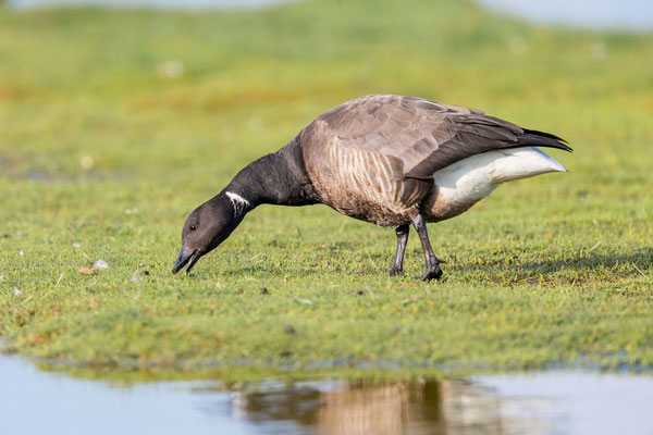 Äsende Ringelgans (Branta bernicla)