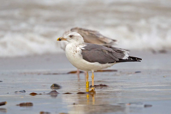 Heringsmöwe (Larus fuscus), 3. Winter