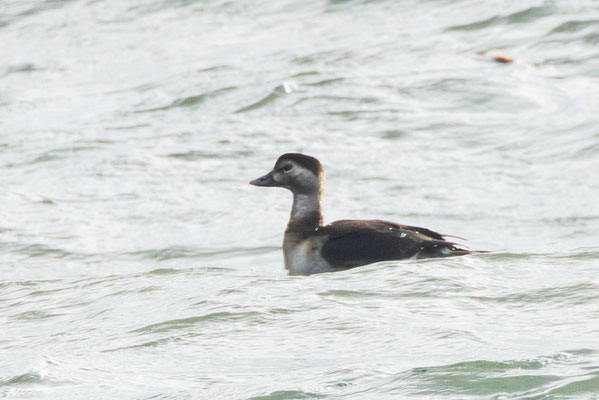 Eisente (Clangula hyemalis) erster Winter (Oktober, Helgoland)