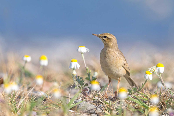 Brachpieper (Anthus campestris)