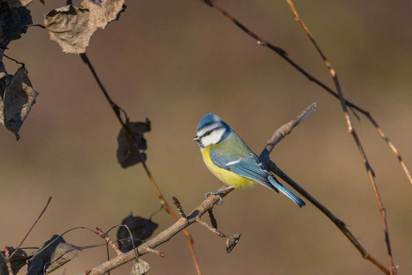 Blaumeise (Cyanistes caeruleus)