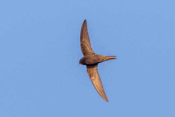 Mauersegler (Apus apus) im Flug