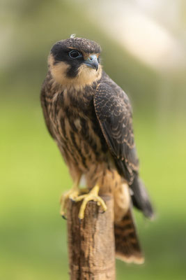 Baumfalke (Falco subbuteo), Jungvogel