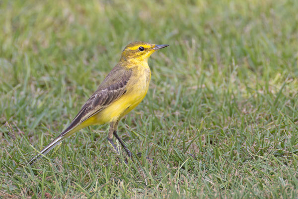 Wolgaschafstelze (Motacilla flava lutea); Oman, Januar 2026.