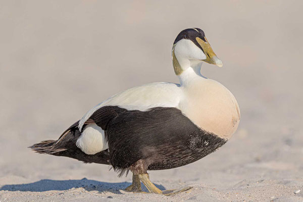 Eiderente (Somateria mollissima mollissima), Männchen geht über den Sand (Mai; Helgoland)