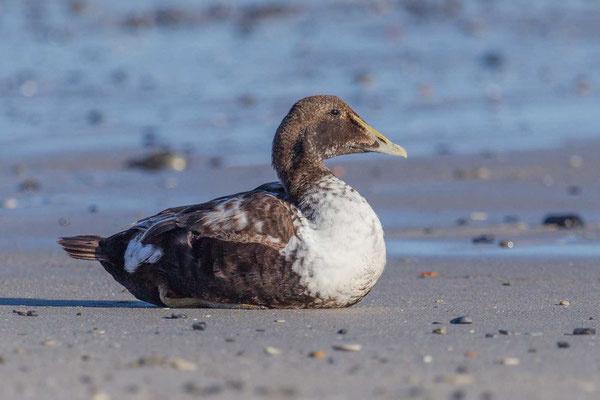 Eiderente (Somateria mollissima mollissima), Männchen (immatura) sitzt auf dem Strand (Juni; Helgoland)