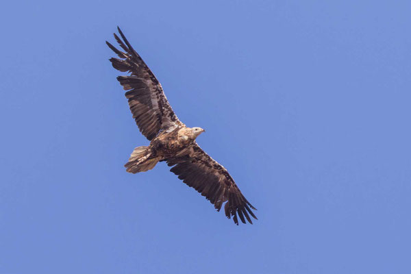 Schmutzgeier (Neophron percnopterus)