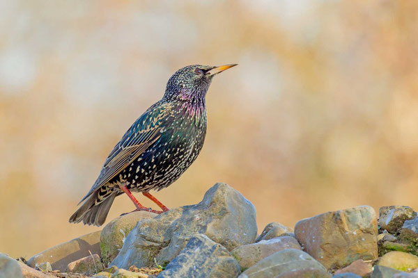 Star (Sturnus vulgaris) im Pachtkleid sitz auf einem Stein.