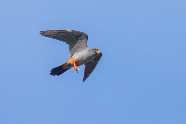 Männlicher Rotfußfalke (Falco vespertinus) Flugbild