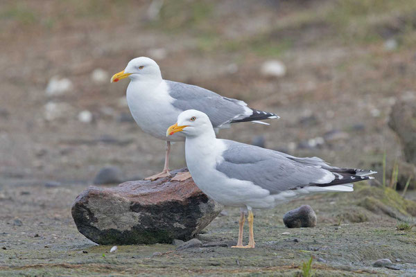 Silbermöwe (Larus argentatus), rechts Typ omissus