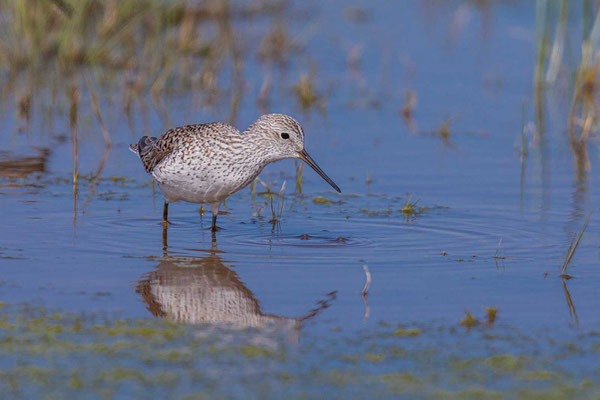 Teichwasserläufer (Tringa stagnatilis) 