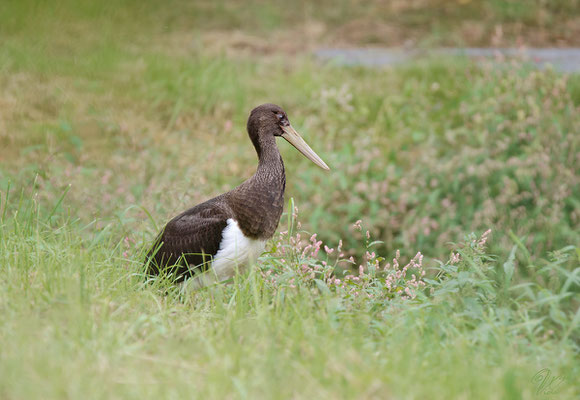 Junger Schwarzstorch (Ciconia nigra), Foto: Viola Wege