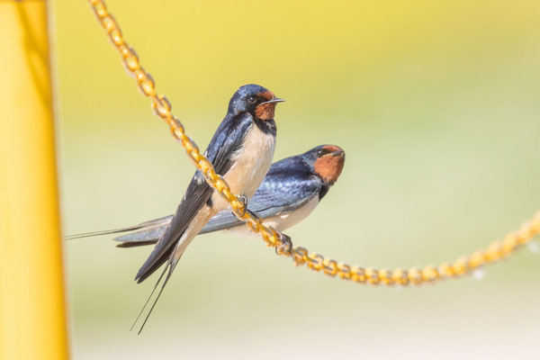 Rauchschwalbe (Hirundo rustica)