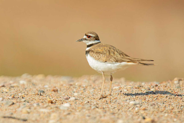 Keilschwanz-Regenpfeifer (Charadrius vociferus)