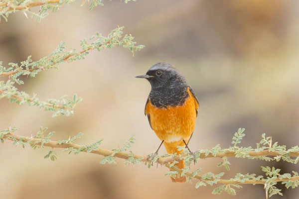 Männchen P. o.phoenicuroides