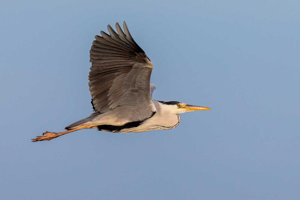 Graureiher (Ardea cinerea) im Flug