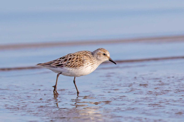 Sandstrandläufer (Calidris pusilla)