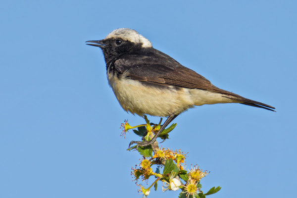 Männlicher Zypernsteinschmätzer (Oenanthe cypriaca) sitzt einem blühenden Zweig.