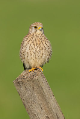 Turmfalke (Falco tinnunculus)