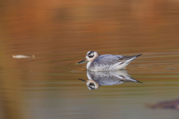 Thorshühnchen (Phalaropus fulicarius) im Schlichkleid während des Wegzuges im Landkreis Marburg-Biedenkopf