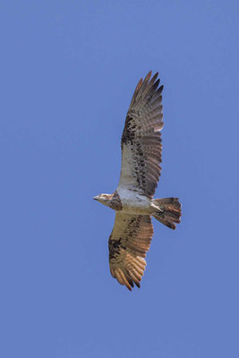 Östlicher Fischadler (Pandion cristatus)