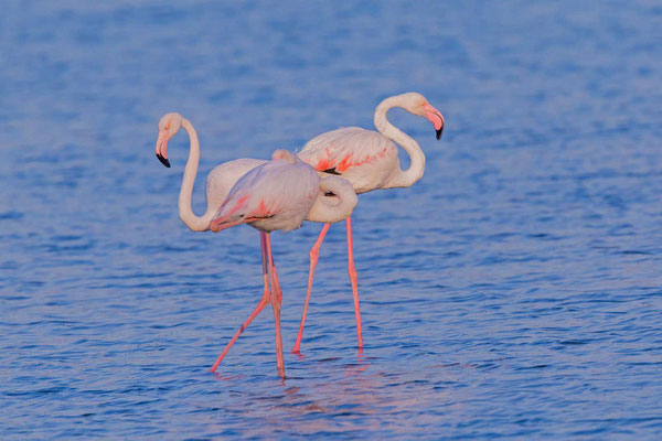 Ein Parr Rosaflamingo (Phoenicopterus roseus) in Griechenland