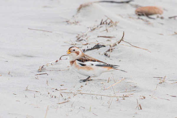 Schneeammer (Plectrophenax nivalis)