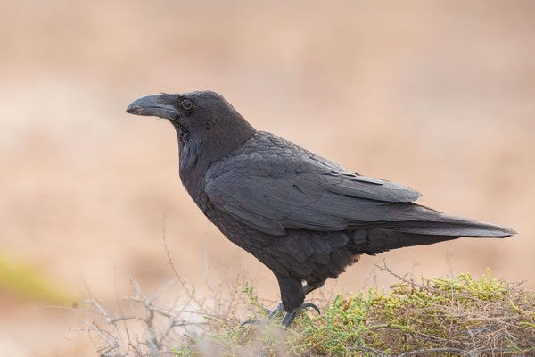 Kolkrabe (Corvus corax canariensis)