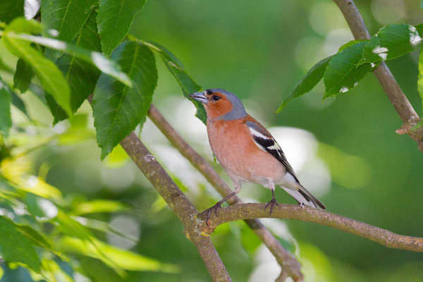 Männlicher Buchfink (Fringilla coelebs) im Prachtkleid