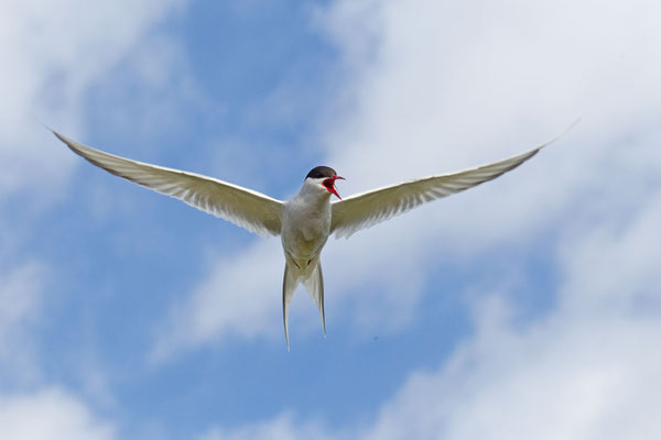 Aggressive Küstenseeschwalbe (Sterna paradisaea) am Brutplatz im norwegischen Varanger