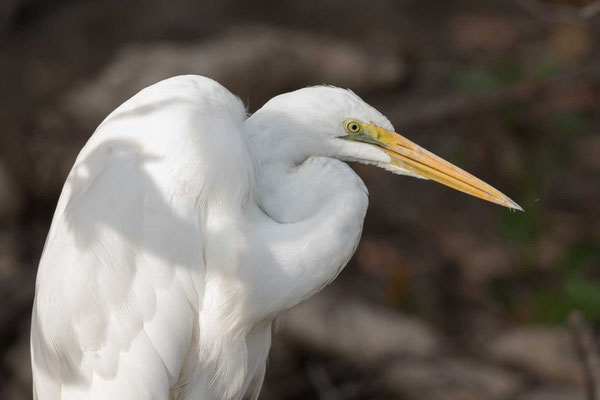 Portrait eines östlichen Silberreihers (Ardea alba modesta)