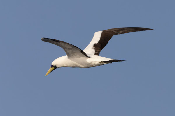 Maskentölpel (Sula dactylatra), Oman (Januar 2026), im Flug von hinten. 