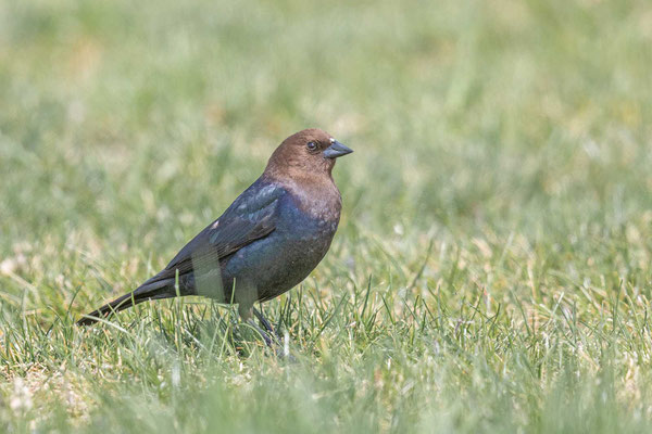 Braunkopf-Kuhstärling (Molothrus ater), Männchen