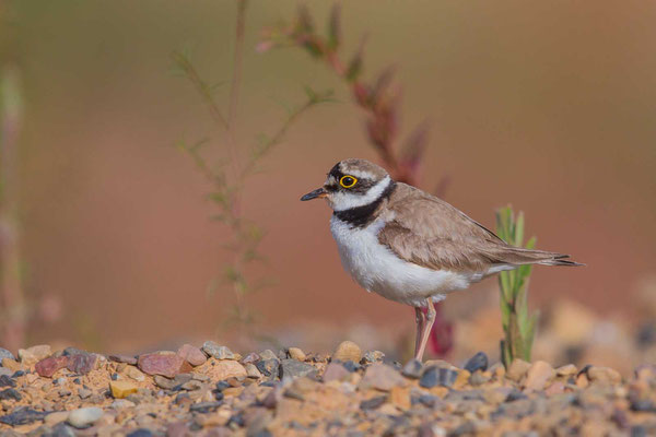 Flussregenpfeifer (Charadrius dubius)