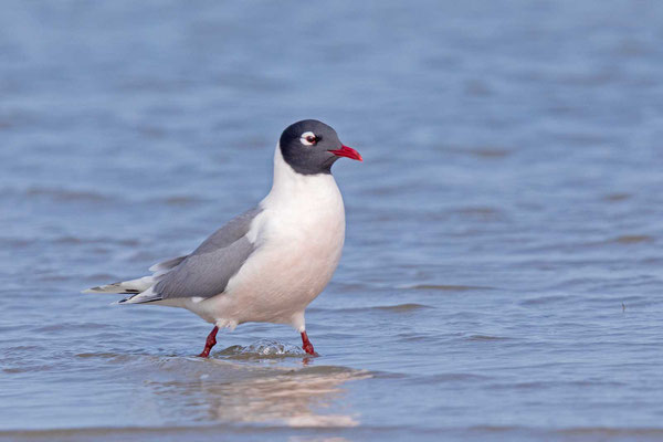 Präriemöwe (Leucophaeus pipixcan)